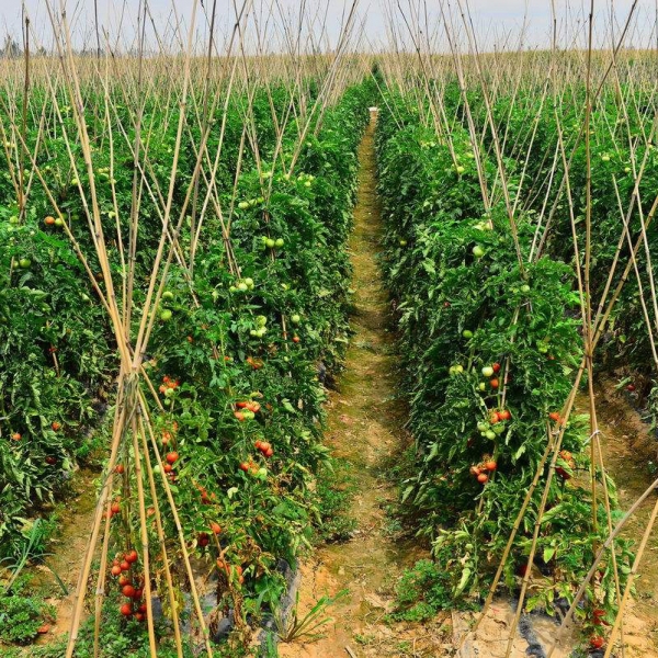 大棚西紅柿使用有機肥菌劑效果